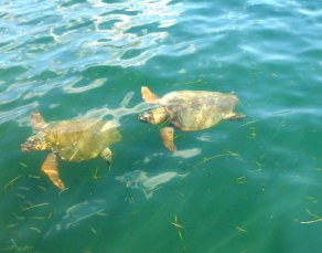 The turtles