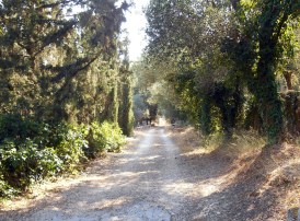 The road to St.Spiridon's church - Δρόμος προς την εκκλησία του Αγ. Σπυρίδωνα